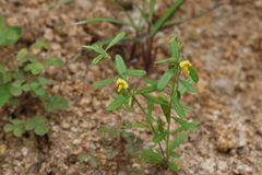 Polygala elongata